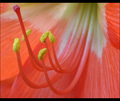 Macro Study #13