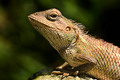Lizard sunbathing
