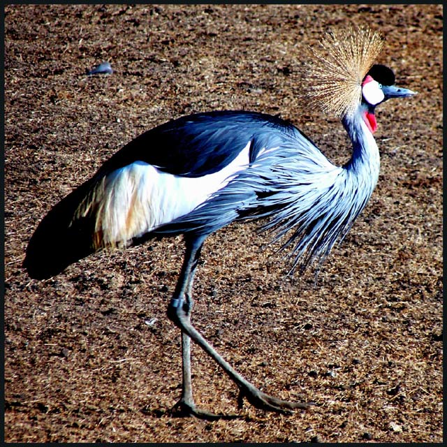 Strutting Her Stuff