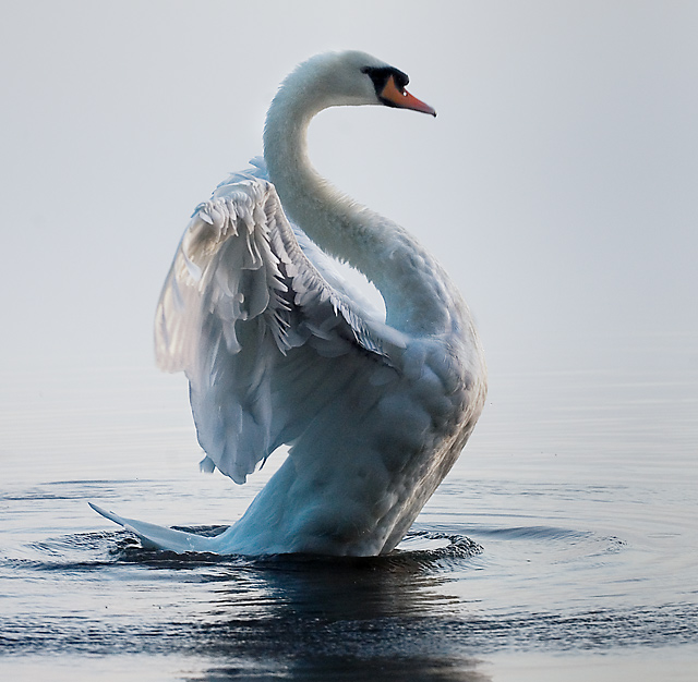 Majestic Grace