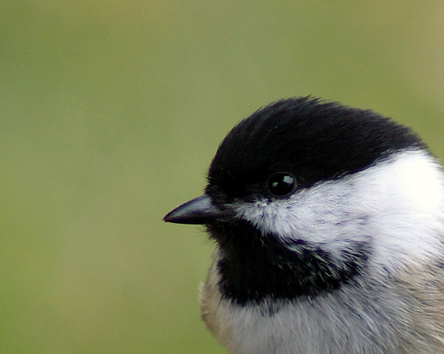 Look at the Birdie...