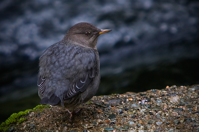 American Dipper