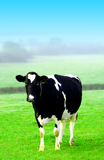 Cow