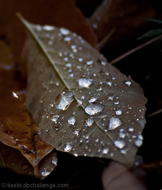 Dewdrop