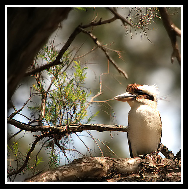 Lonely Kookaburra