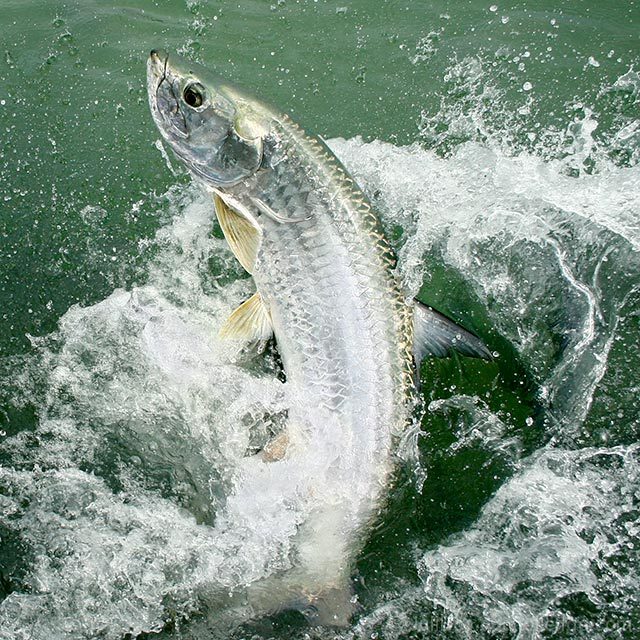 Tarpon