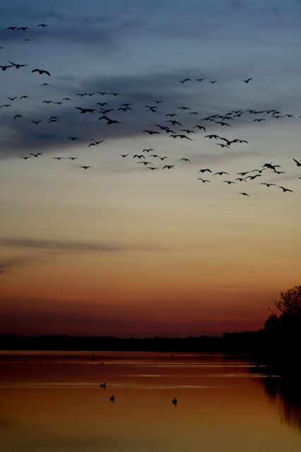 Sunset Flight