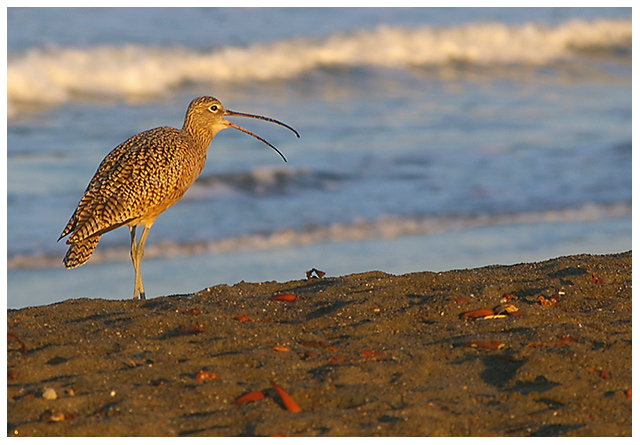 Long Billed Curlew