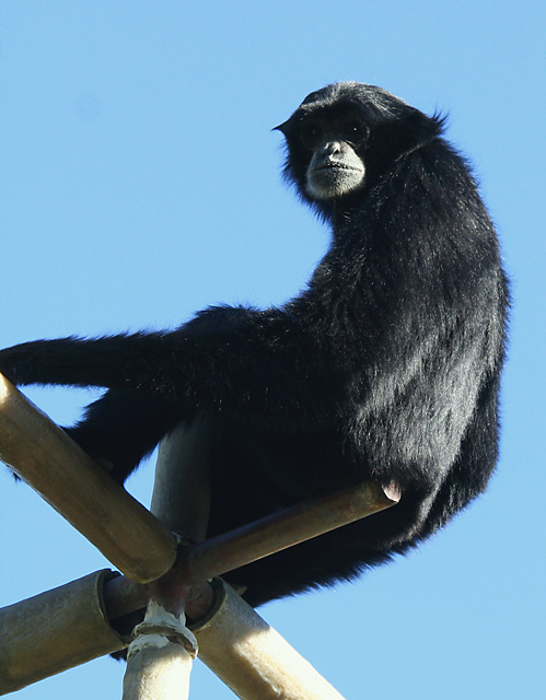 Monkey on the Monkey Bars