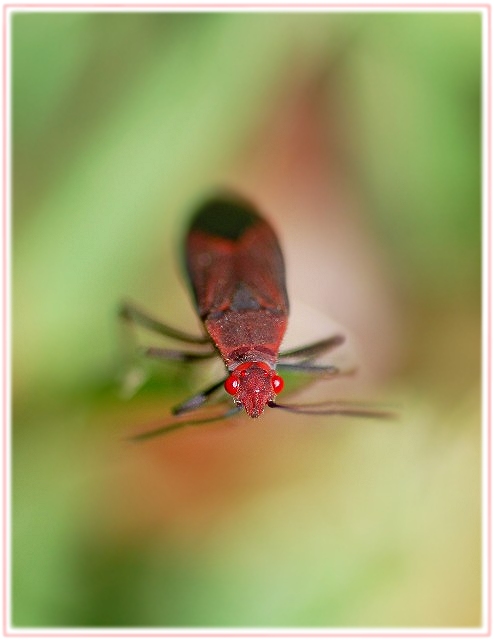 A Bug of Red