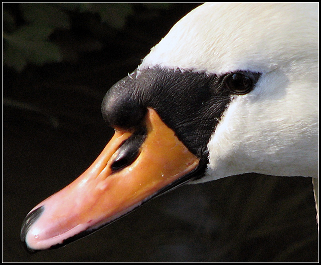 The Old Village Swan