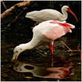 Roseate Spoonbill & White Ibis