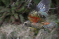 Flying Kea