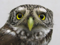 Glaucidium passerinum