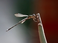 Dragon Fly