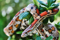 Pantherophis Guttatus