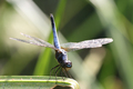 Blue Dragonfly