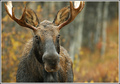Bullwinkle