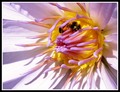 "The busy bee has no time for sorrow."