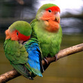 Feathered Friends