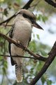 Kookaburra sitting in a gum nut tree