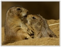 Taunting the Guard (Prairie) Dog