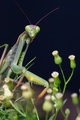 Mantis praying in the garden