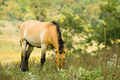 Mongolian Wild Horse