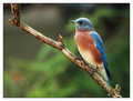 Eastern Bluebird