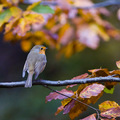 Autumnal Birdie