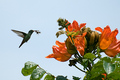 Hummingbird hunter