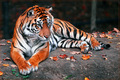 Endangered: Panthera tigris sumatrae