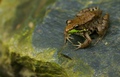 northern green frog