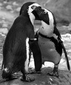 Kissing Penguins