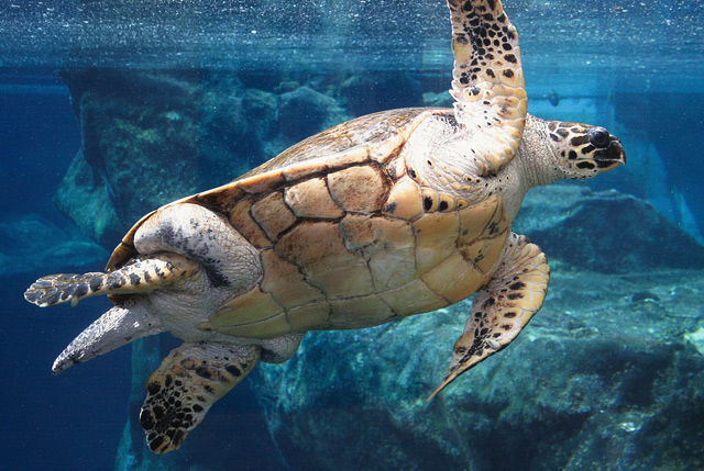 Honu