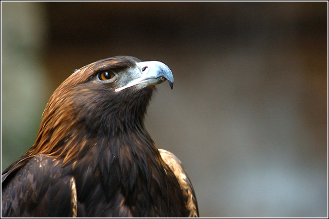 Eagle Eyes