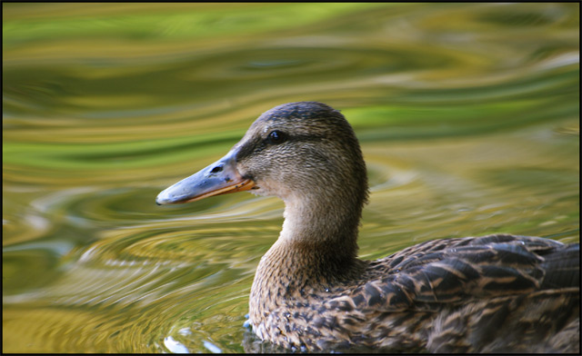The not so ugly duckling