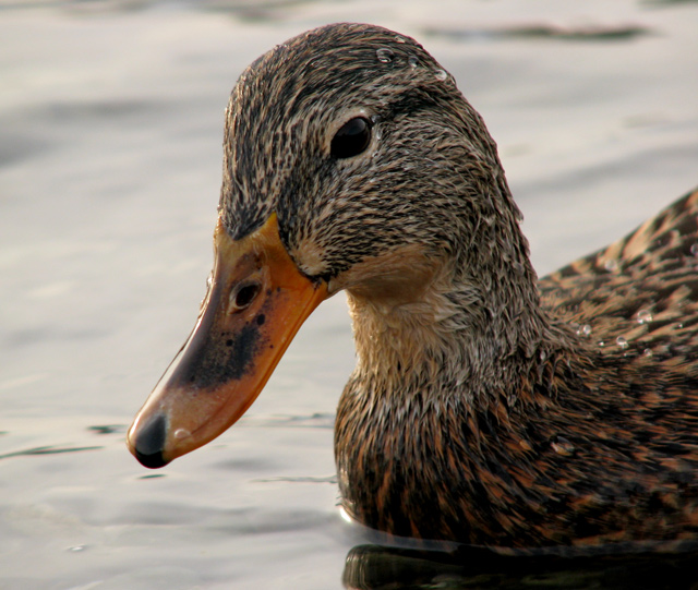 Quack!