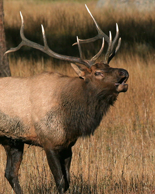 Bugling Elk