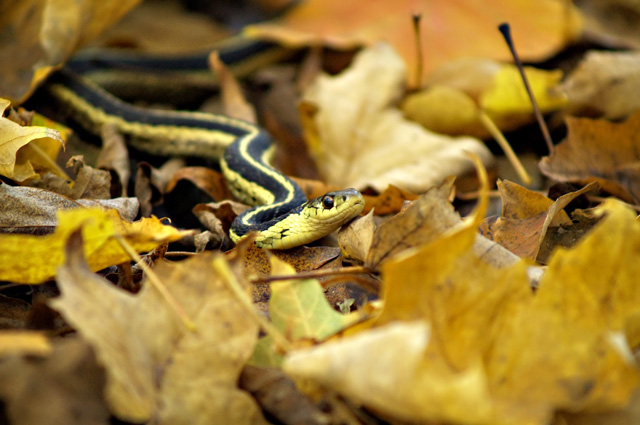 “Look like the innocent flower, but be the serpent under it." Wm. Shakespeare