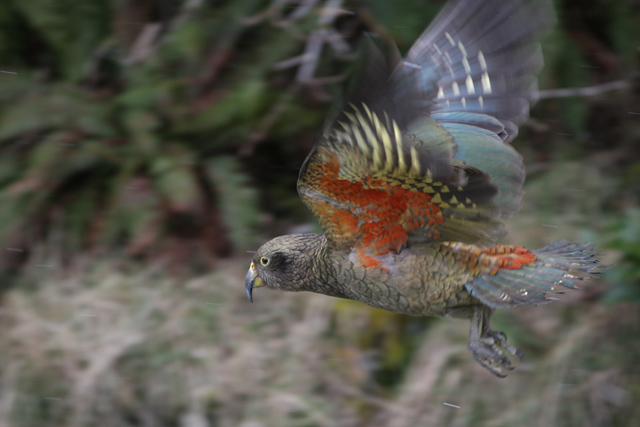 Flying Kea