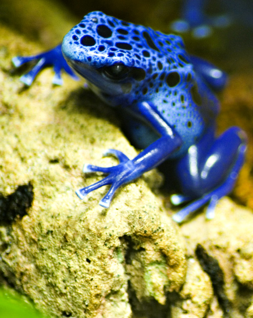 Poison Dart Frog