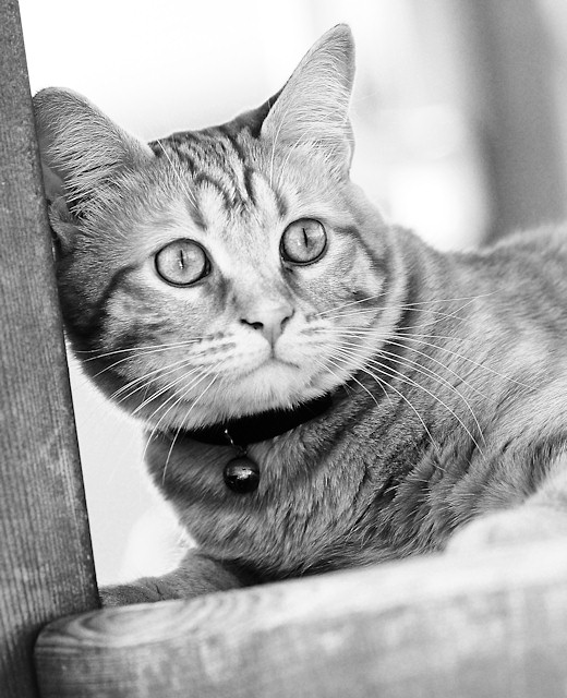 Prey in Sight