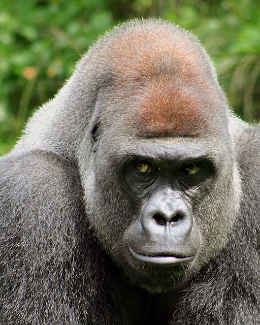 Silverback