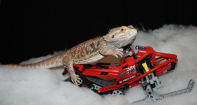 Bearded Dragon Snowmobiling?