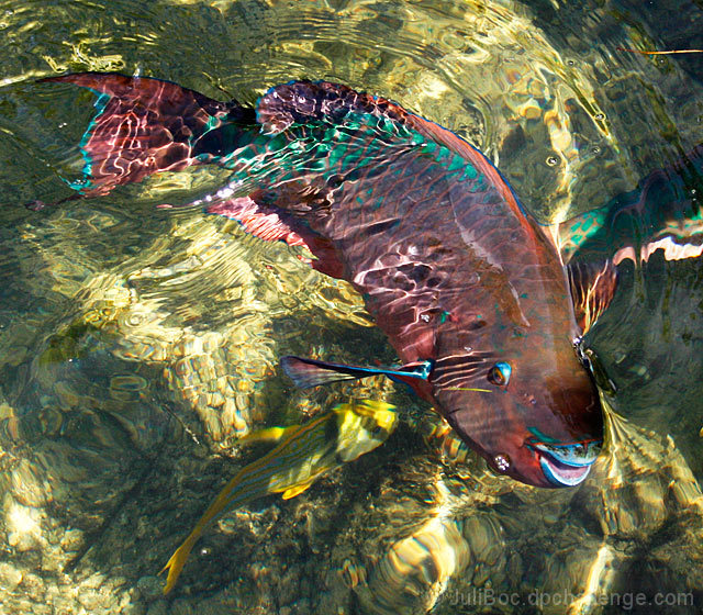 Hi ... I'm a Rainbow Parrot Fish
