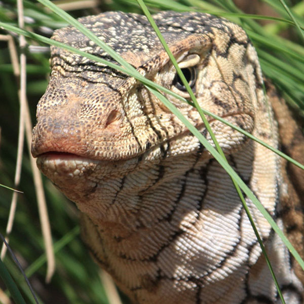 lizard in the grass