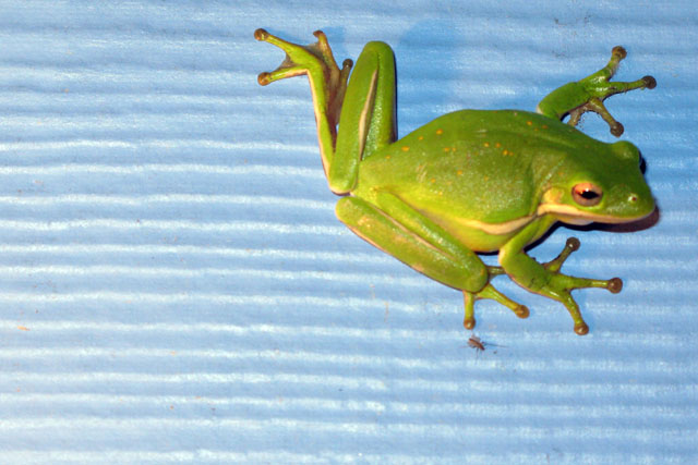 Green Treefrog (Hyla cinerea)