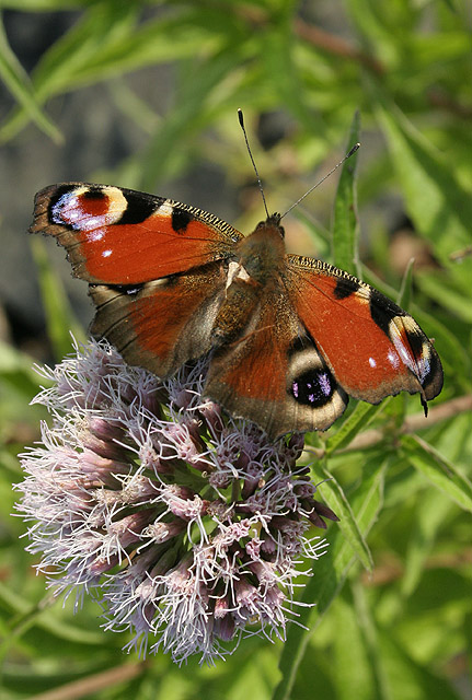 butterfly