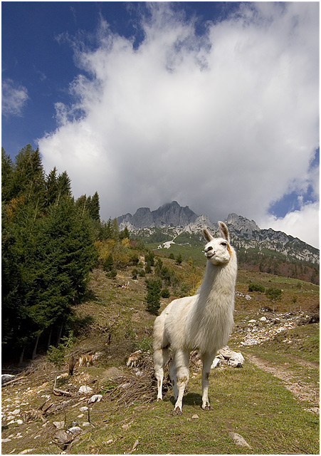 Llama at 1150m